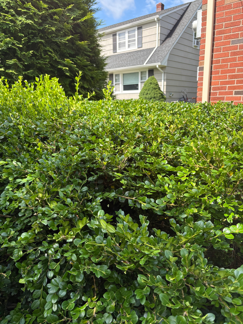 QuietCare Landscaping Image