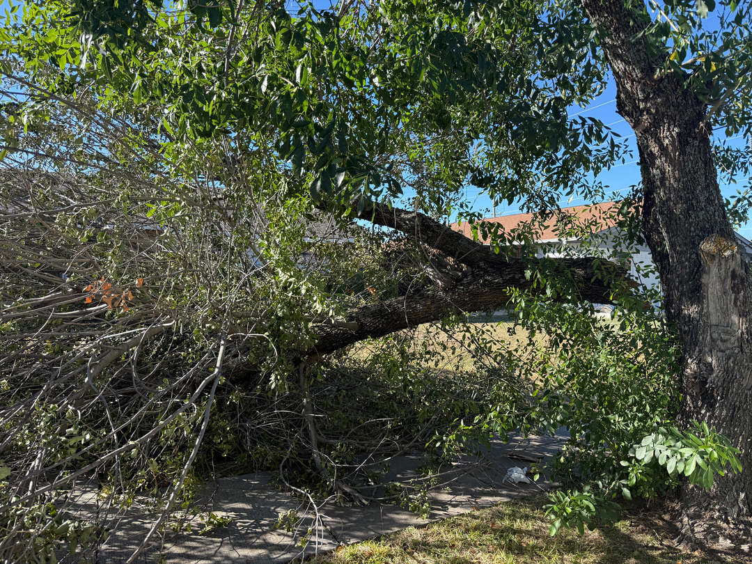 DFW Landscape & Lighting Solutions Image