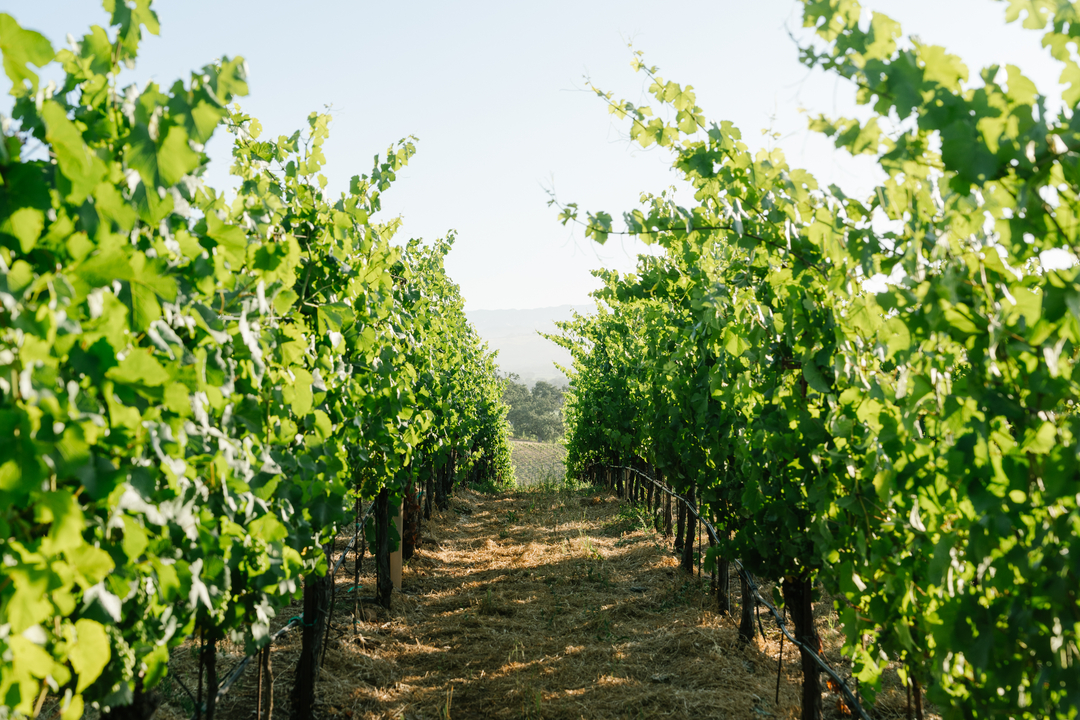 Thomas George Estates Image