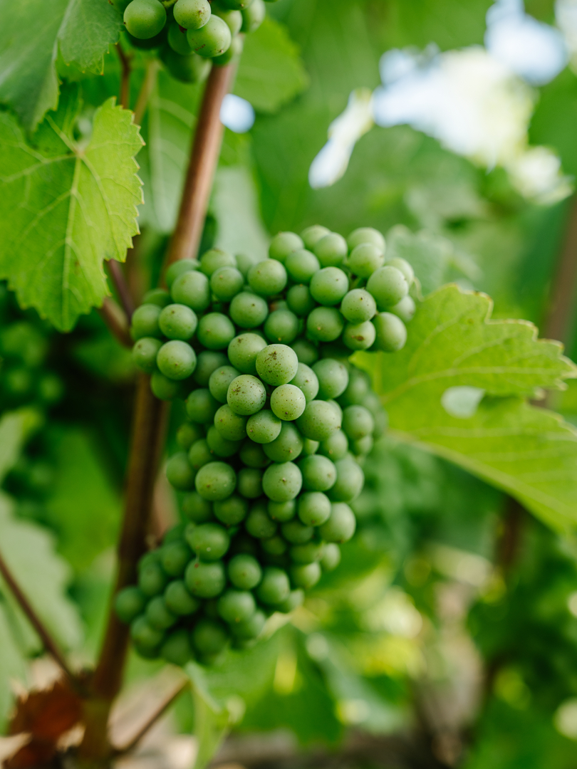 Thomas George Estates Image