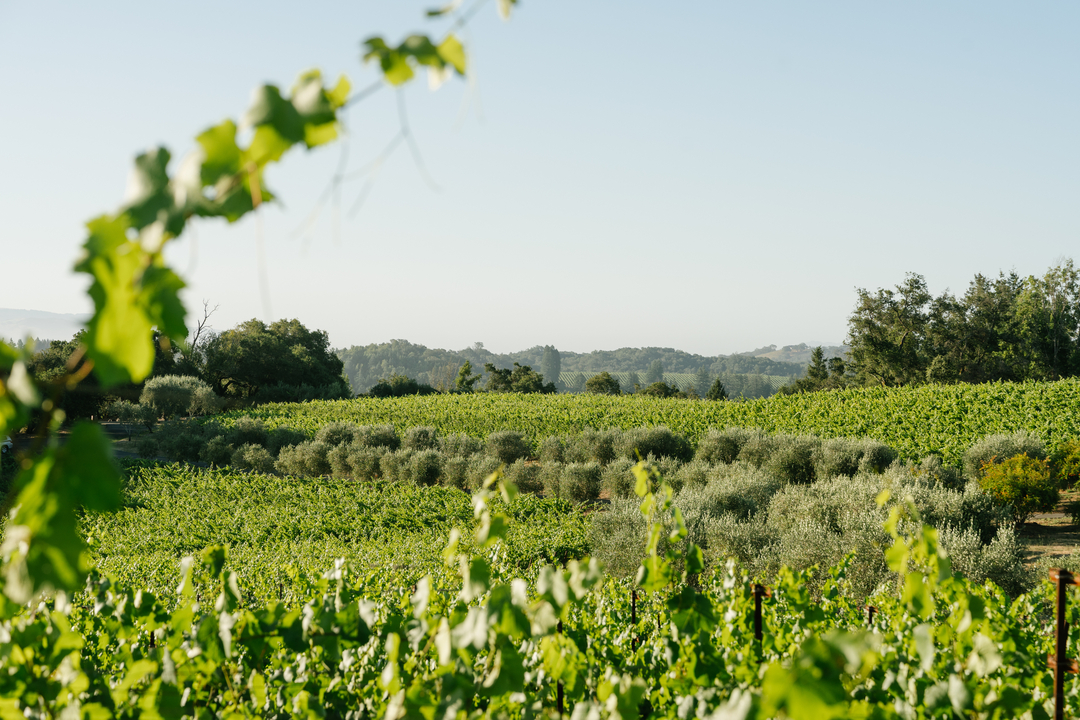 Thomas George Estates Image