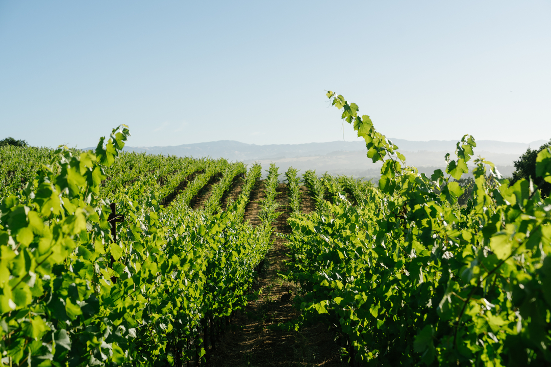 Thomas George Estates Image