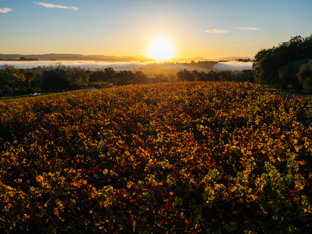 Thomas George Estates Image