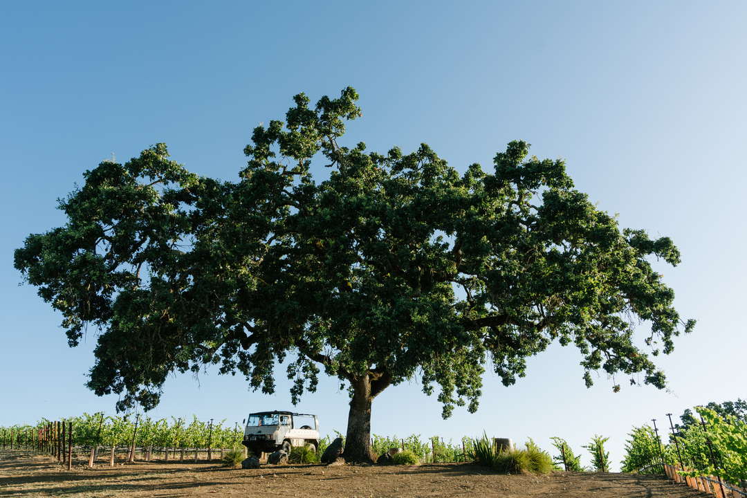 Thomas George Estates Image