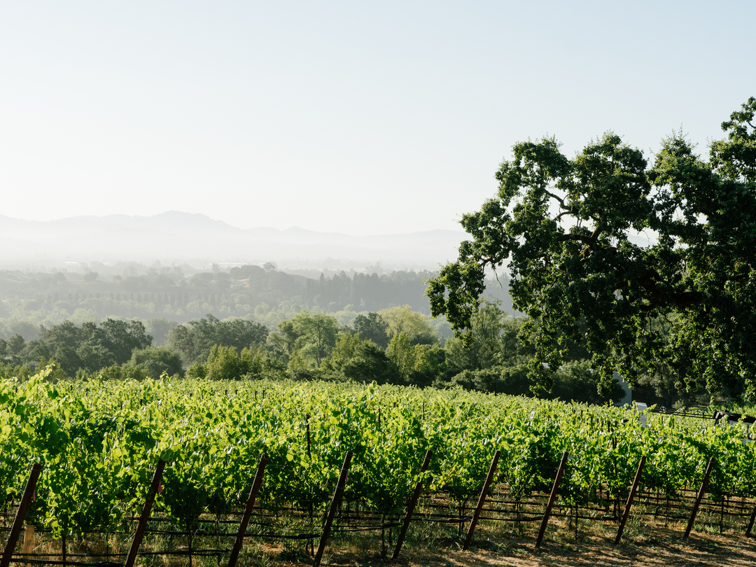 Thomas George Estates Image