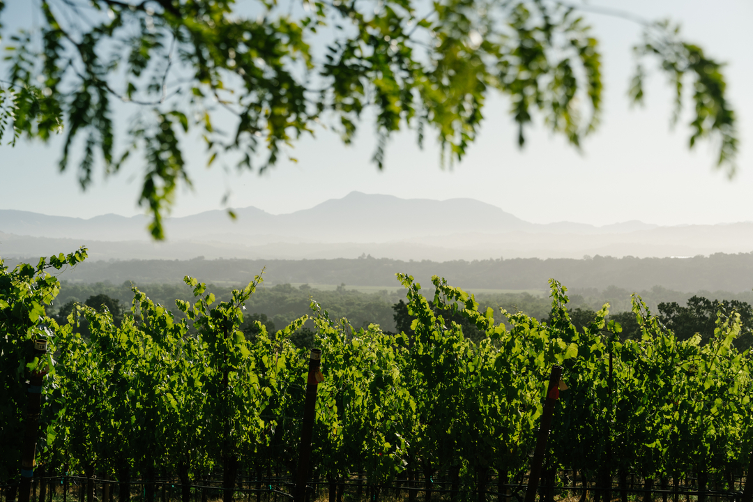 Thomas George Estates Image