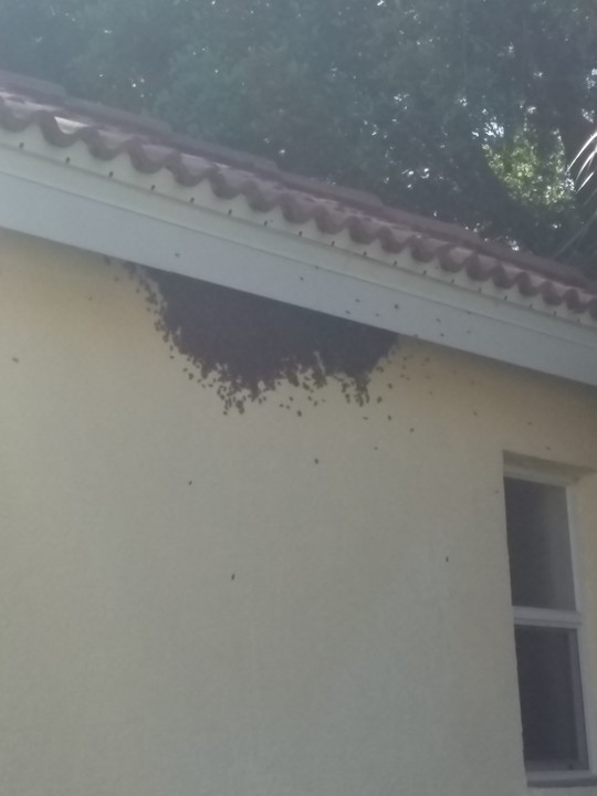 Russell Bee & Hornet Removal - Punta Gorda, FL