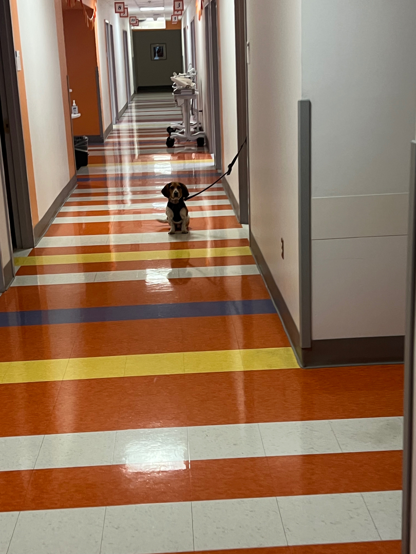 Tristate Bedbug Dogs - New York, NY