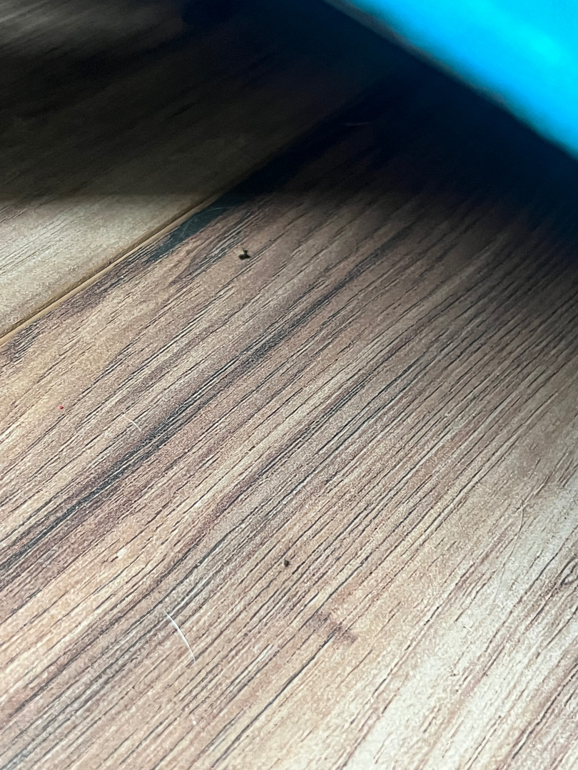 Tristate Bedbug Dogs - New York, NY