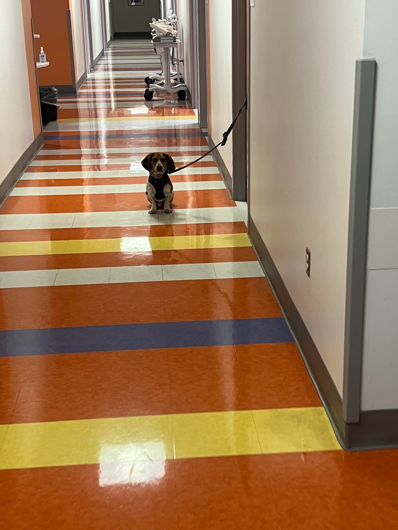 Tristate Bedbug Dogs - New York, NY