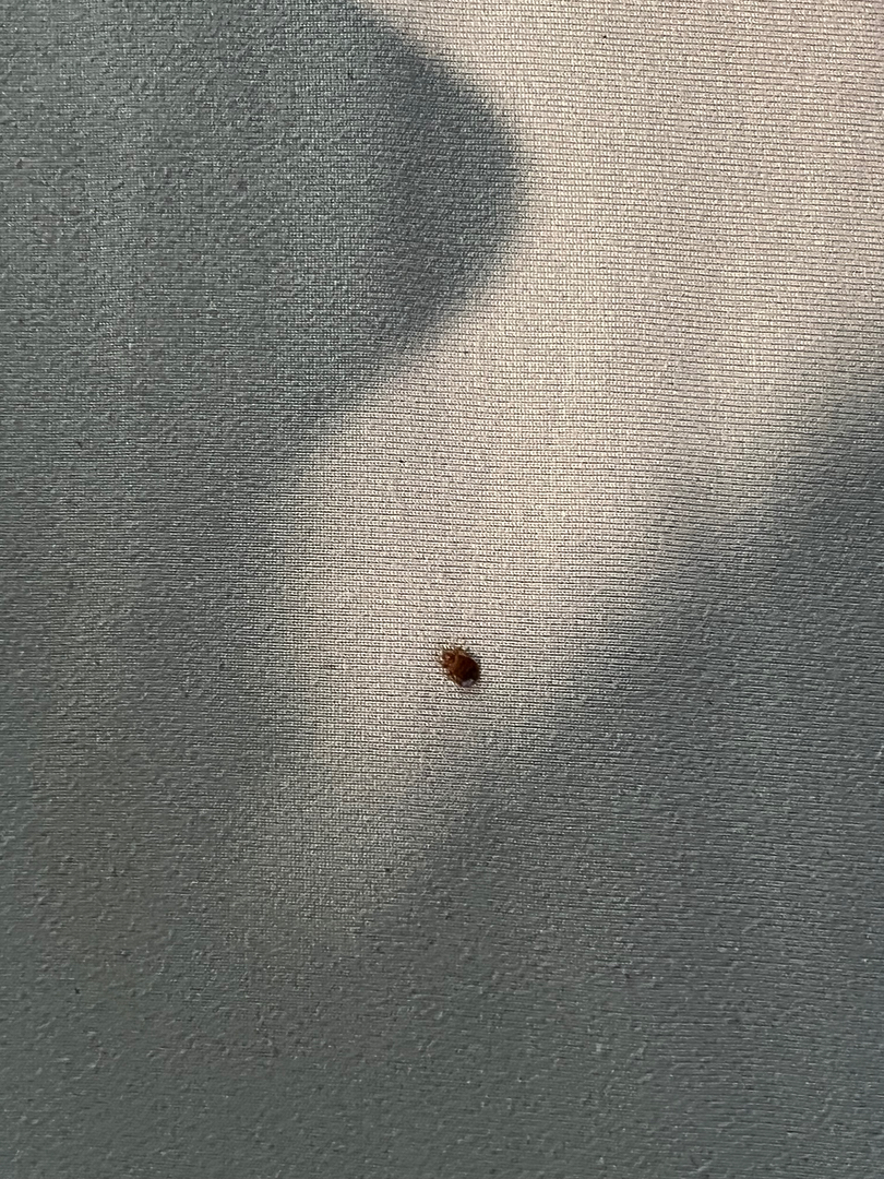 Tristate Bedbug Dogs - New York, NY