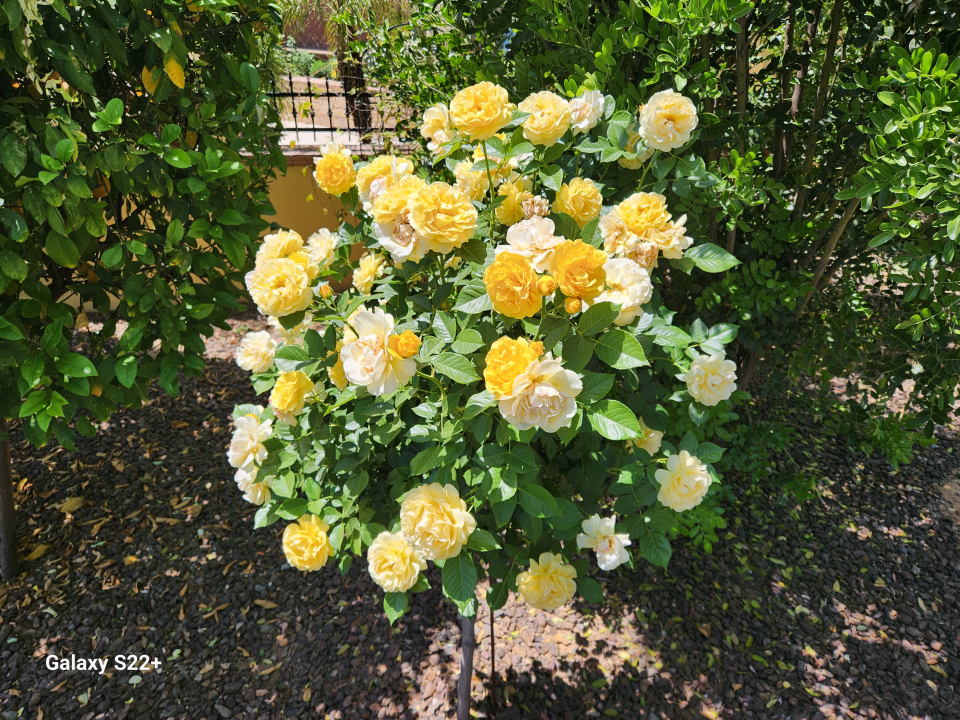 Local Choice Pest & Landscape Nutrition - Cave Creek, AZ