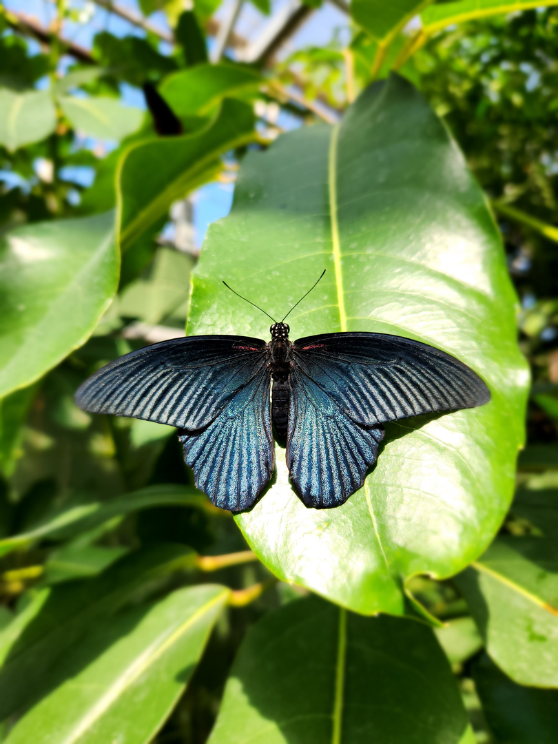 Local Choice Pest & Landscape Nutrition - Cave Creek, AZ