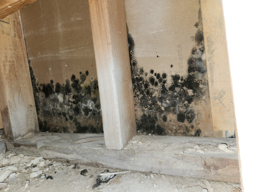 Local Choice Pest & Landscape Nutrition - Cave Creek, AZ