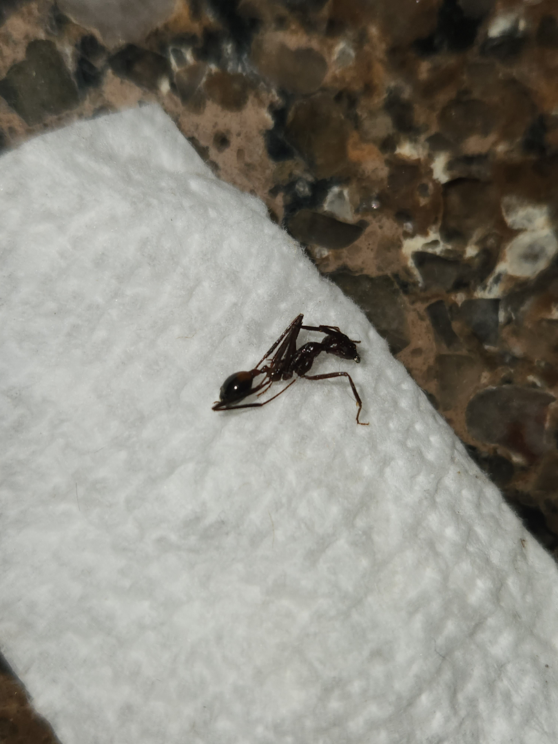 Local Choice Pest & Landscape Nutrition - Cave Creek, AZ