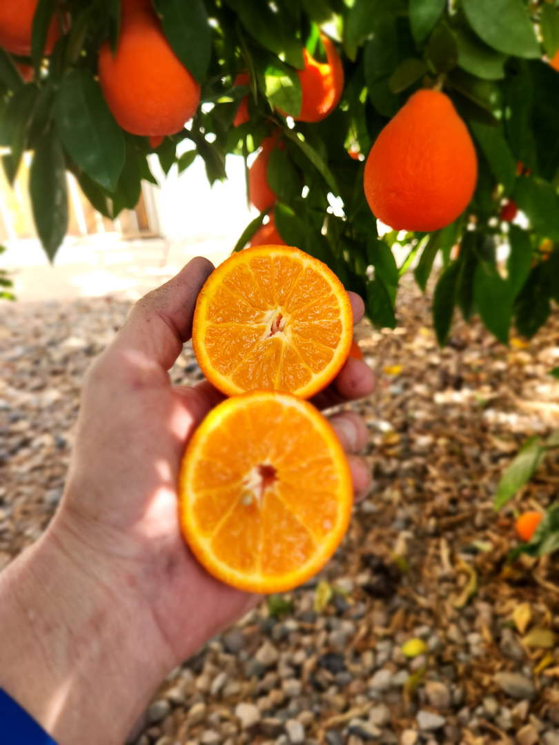 Local Choice Pest & Landscape Nutrition - Cave Creek, AZ
