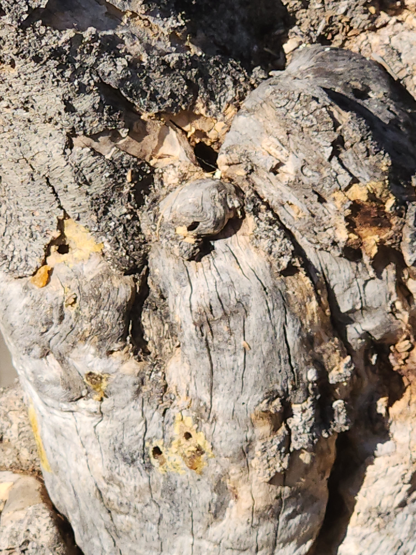 Local Choice Pest & Landscape Nutrition - Cave Creek, AZ