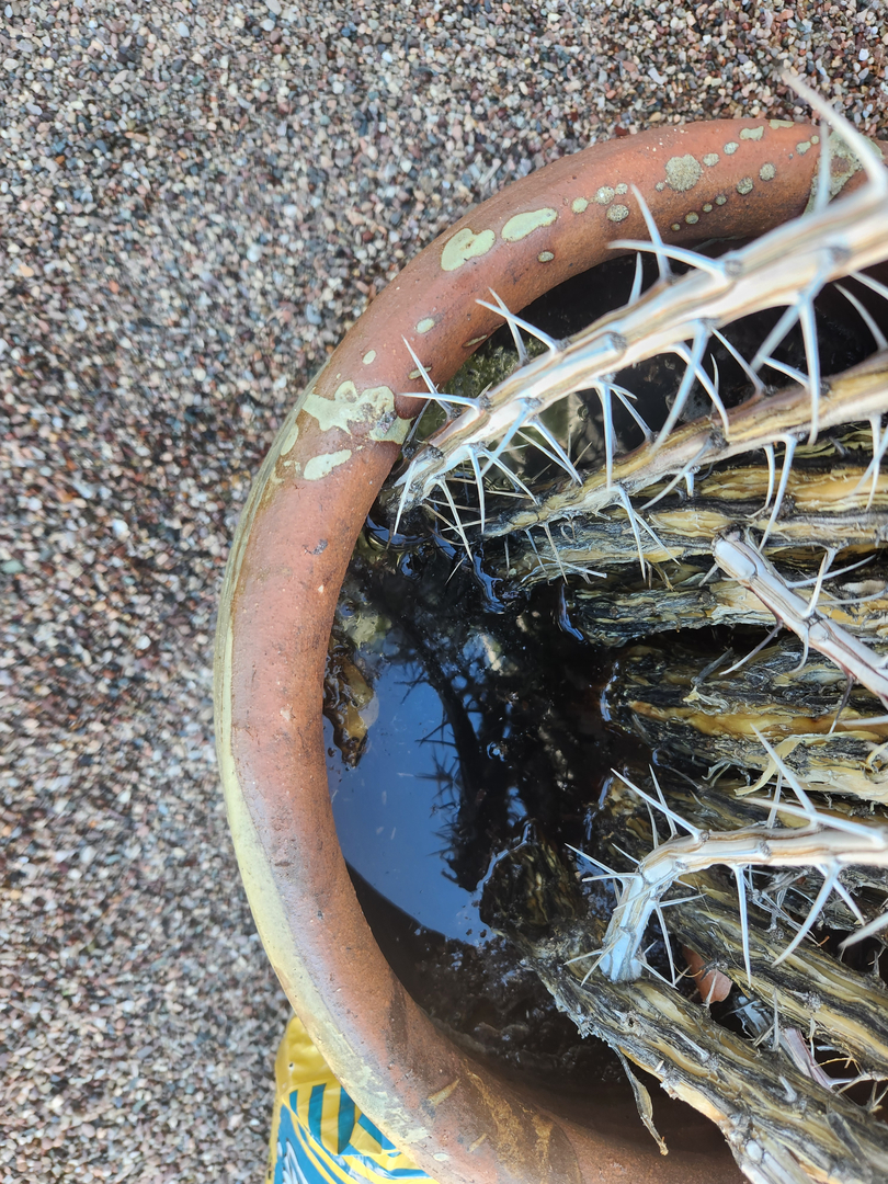 Local Choice Pest & Landscape Nutrition - Cave Creek, AZ