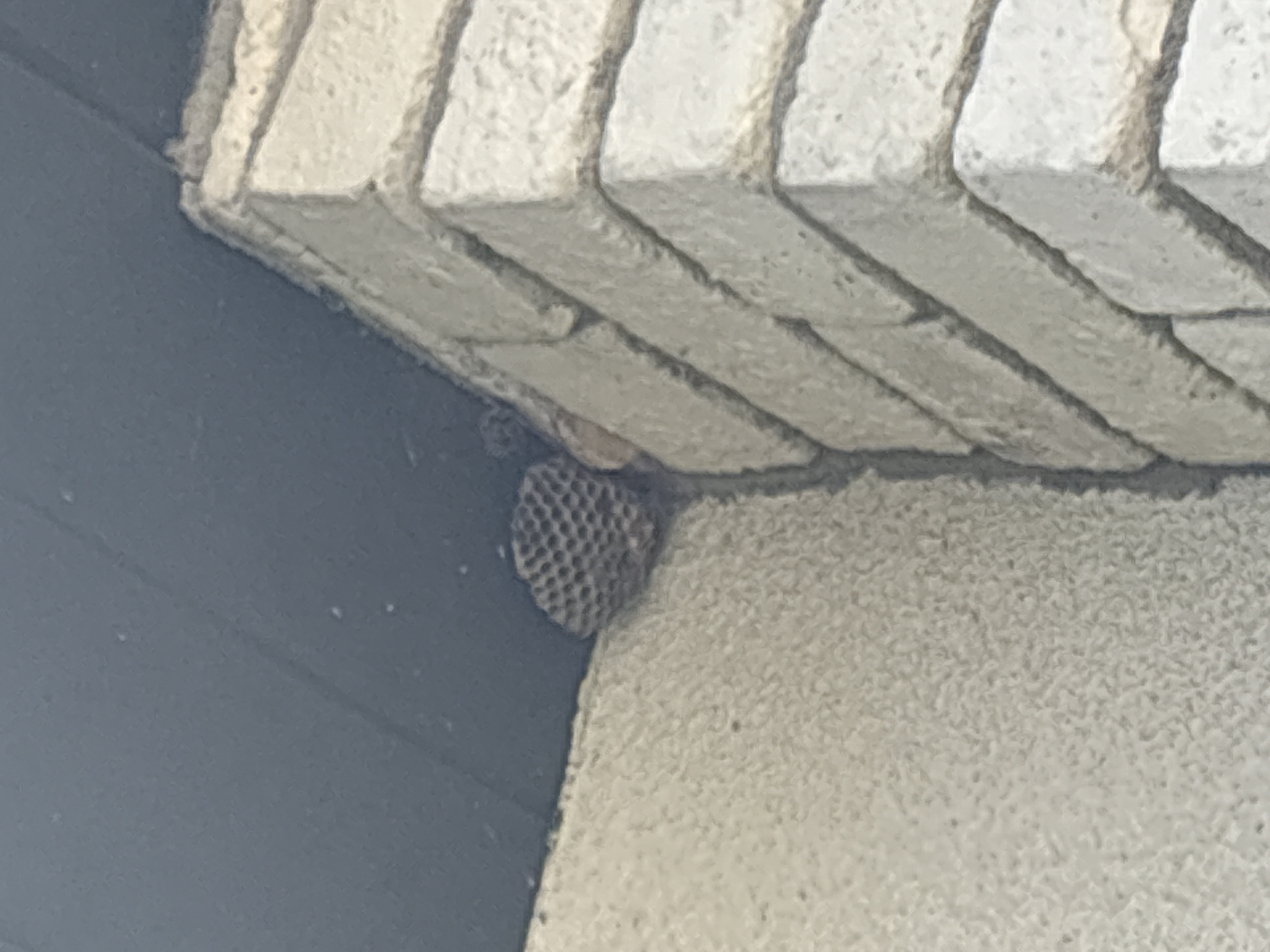 Stonewood Pest Control - Meridian, ID