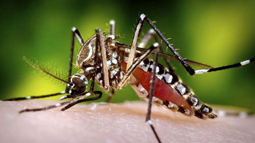 Woods Pest Control - Sanger, CA