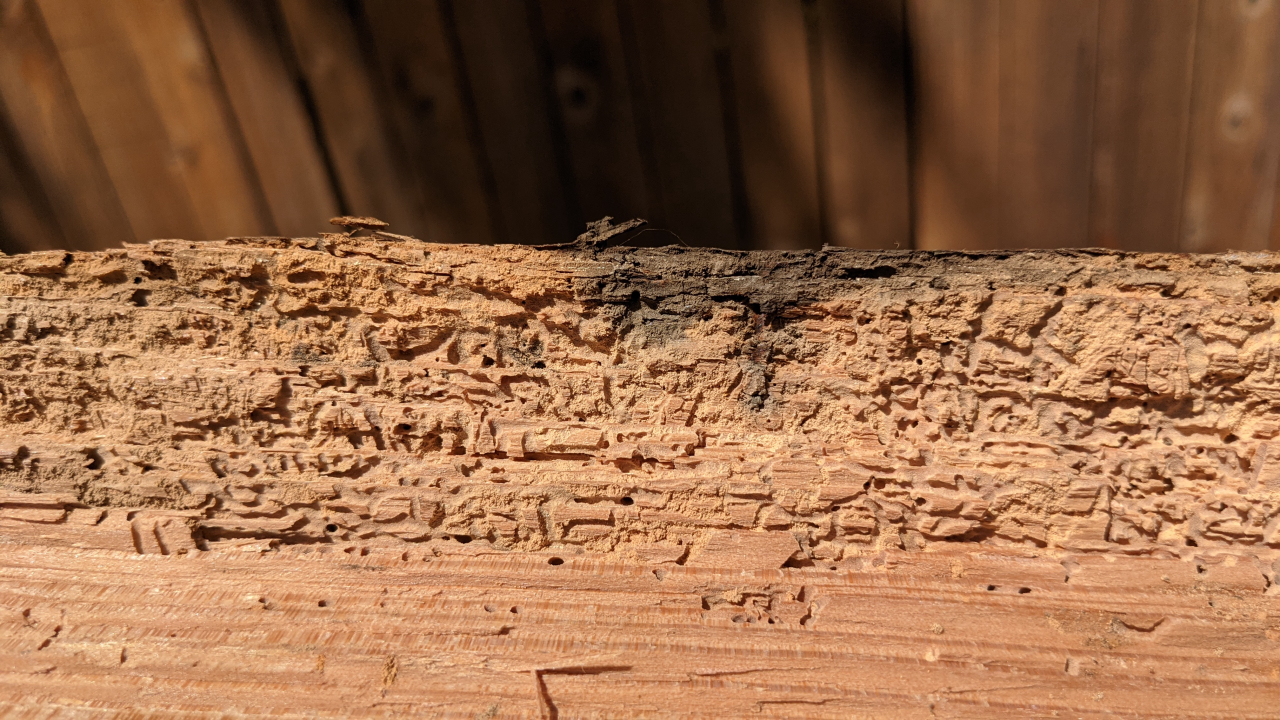 EcoCare Pest Control - Portland, OR