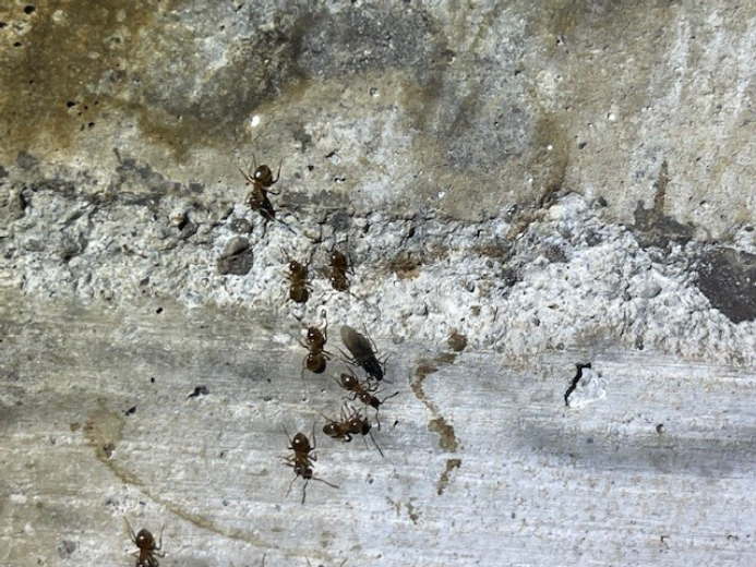 EcoCare Pest Control - Portland, OR