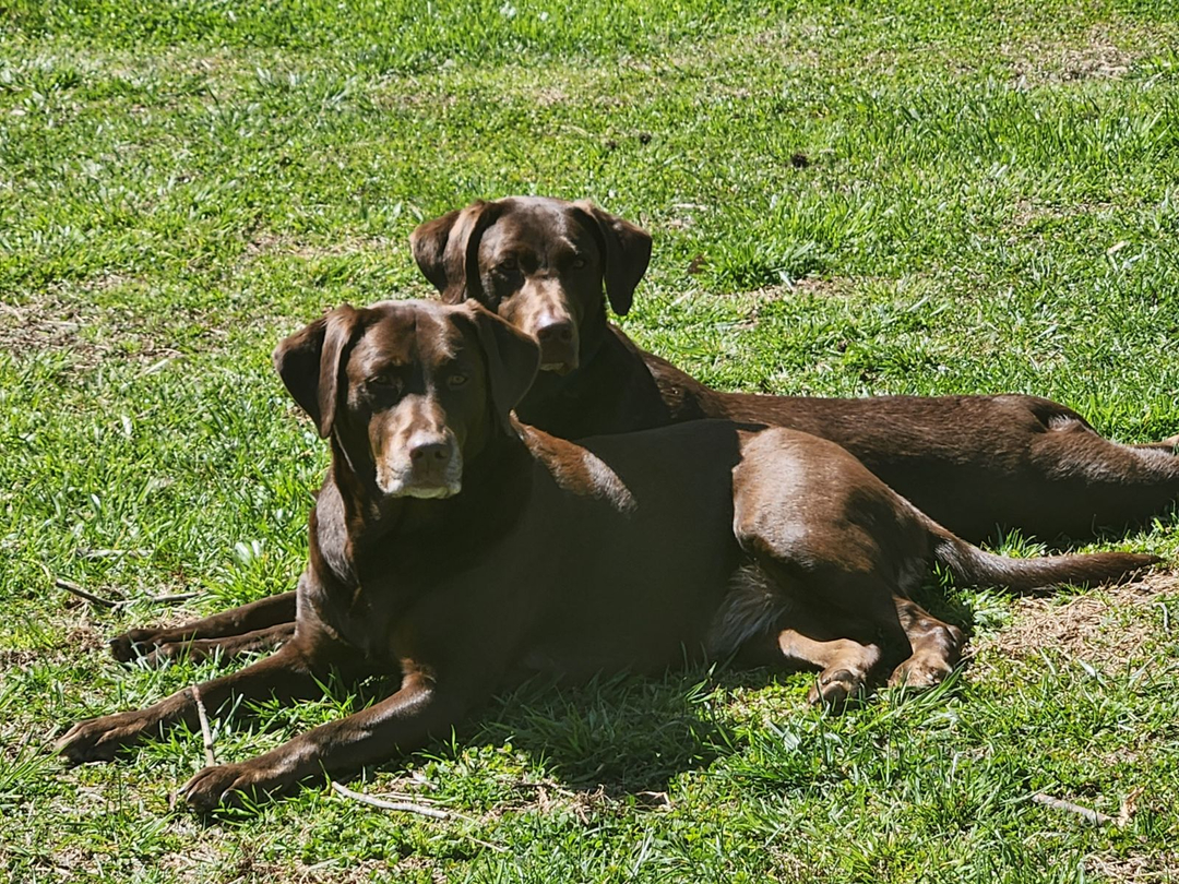 Georgia Serenity Fence Image