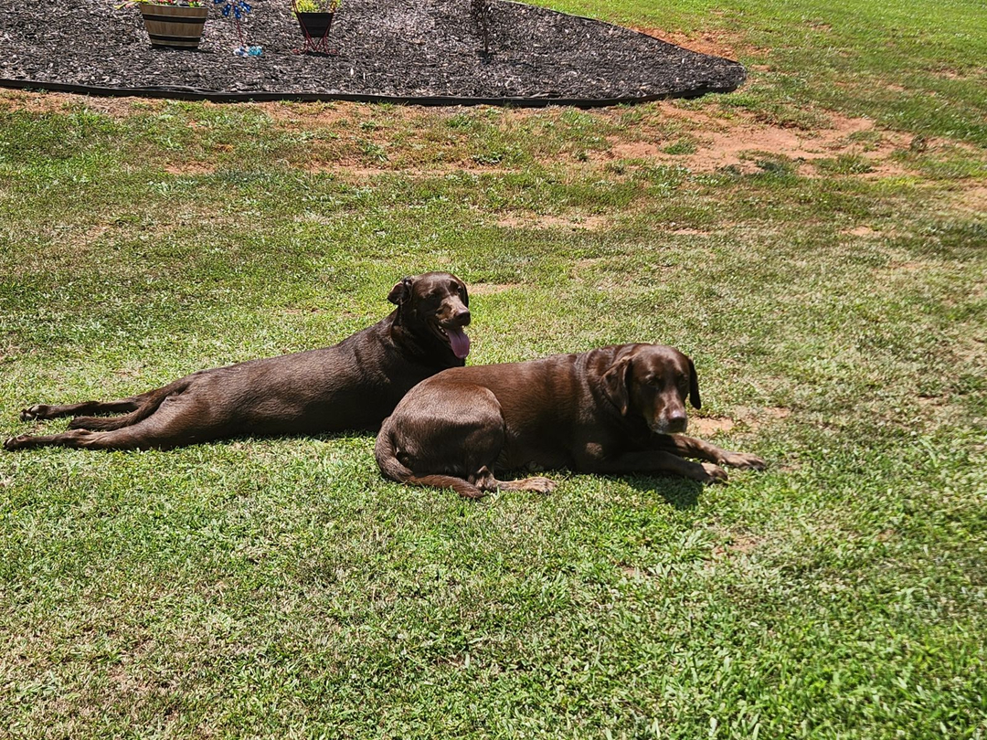 Georgia Serenity Fence Image