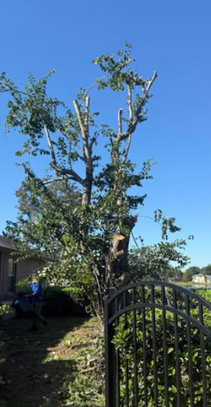 Sacred Tree Service - Orlando, FL