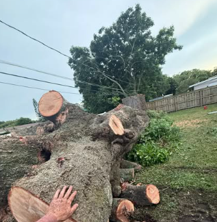 Sacred Tree Service - Orlando, FL