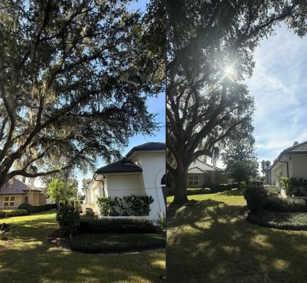 Sacred Tree Service - Orlando, FL