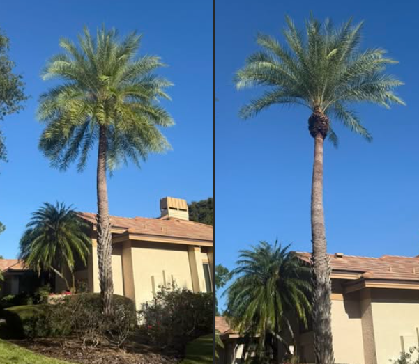 Sacred Tree Service - Orlando, FL