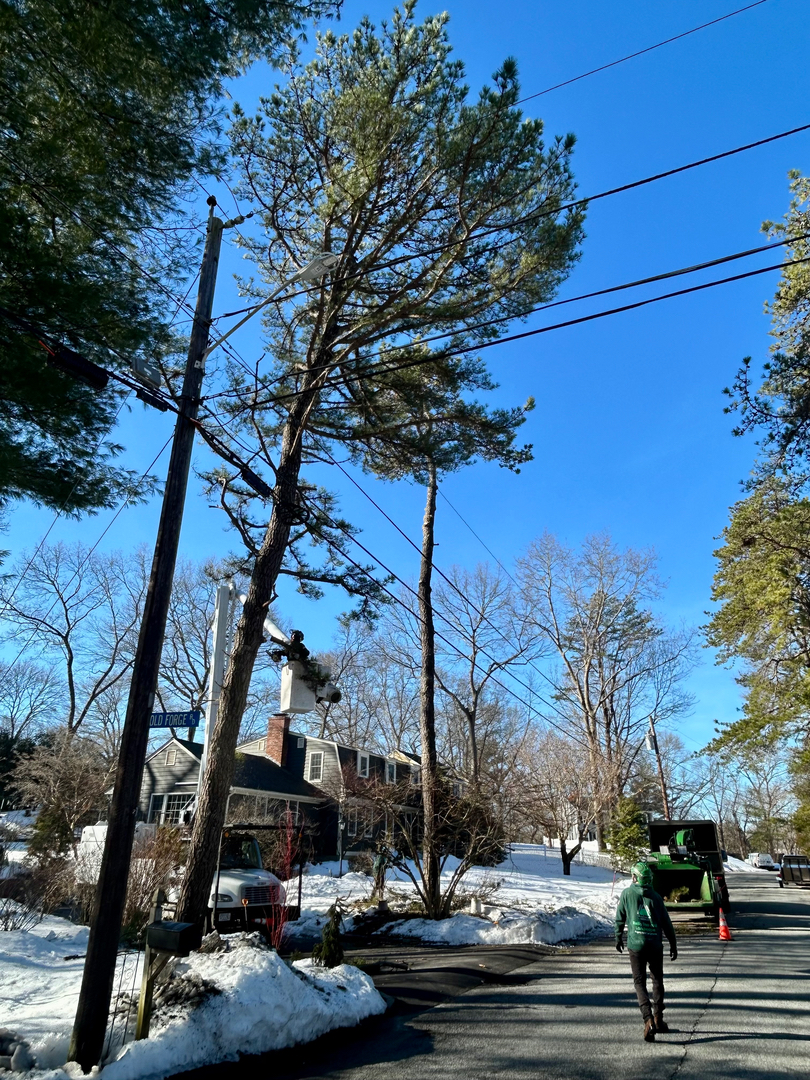 Reilly Tree & Landscape - Plainville, MA