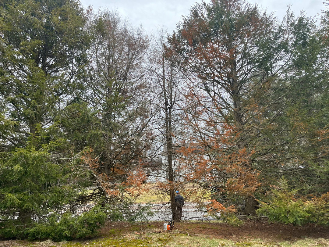 Reilly Tree & Landscape - Plainville, MA
