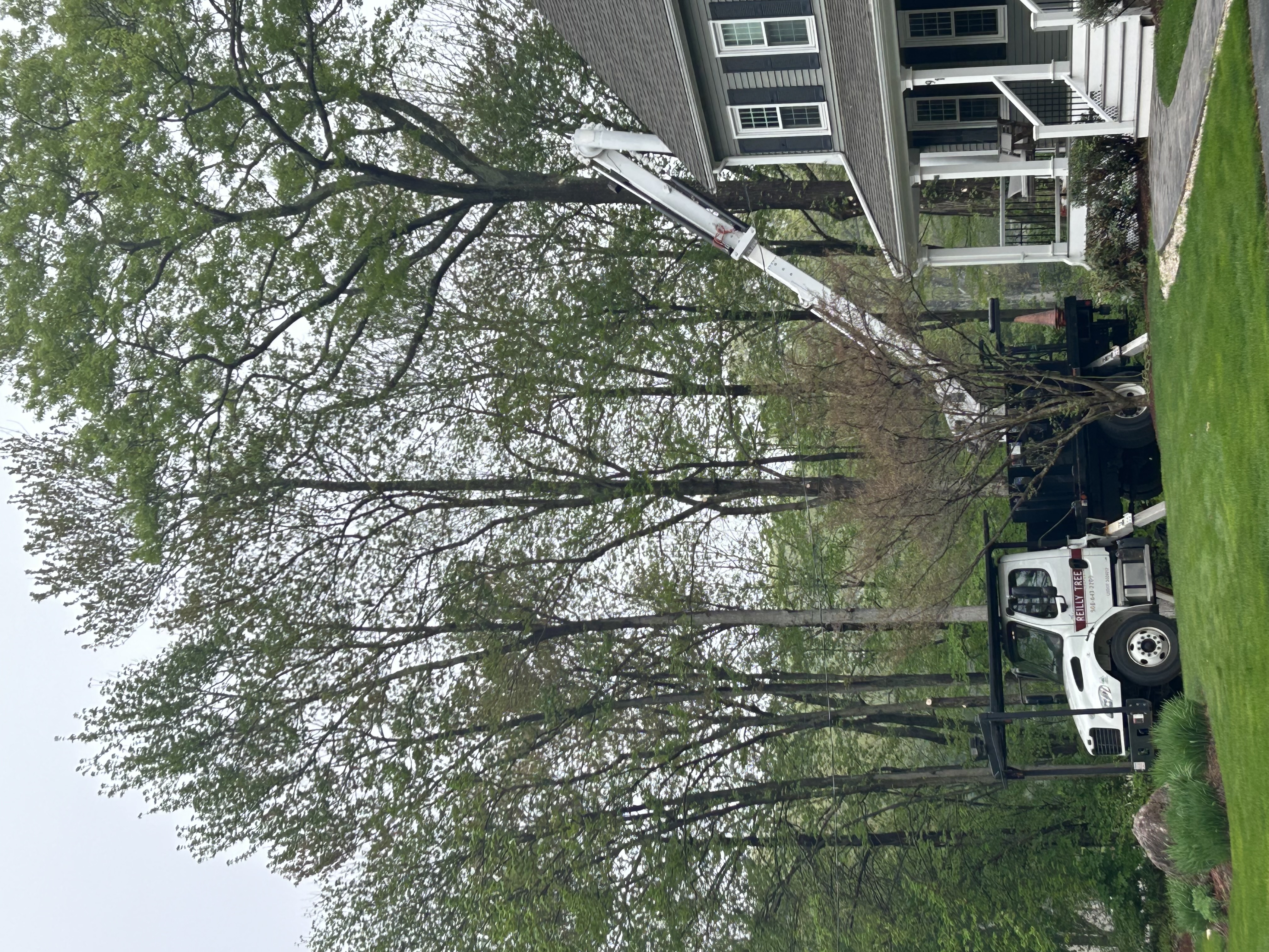 Reilly Tree & Landscape - Plainville, MA