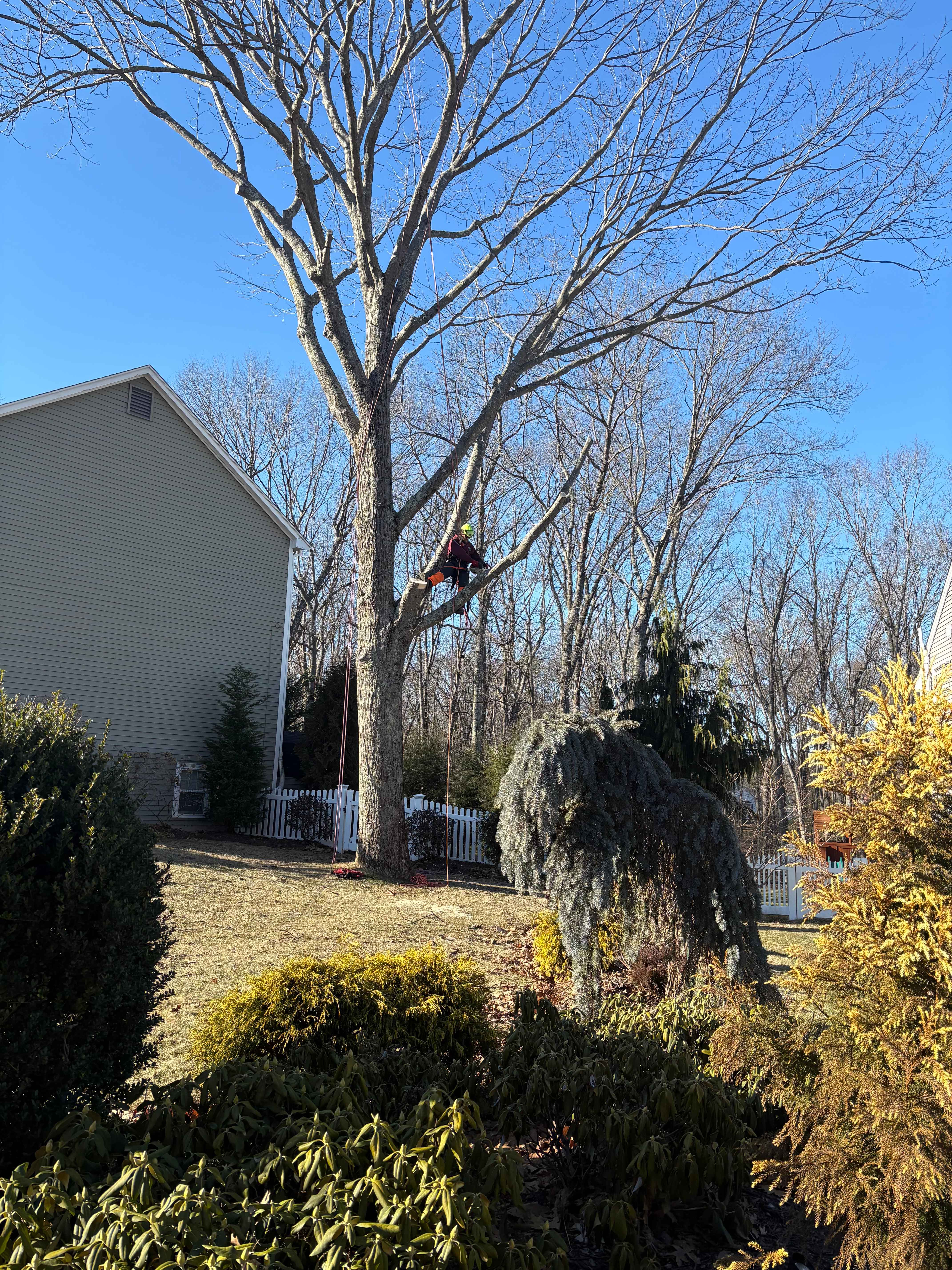 Reilly Tree & Landscape - Plainville, MA