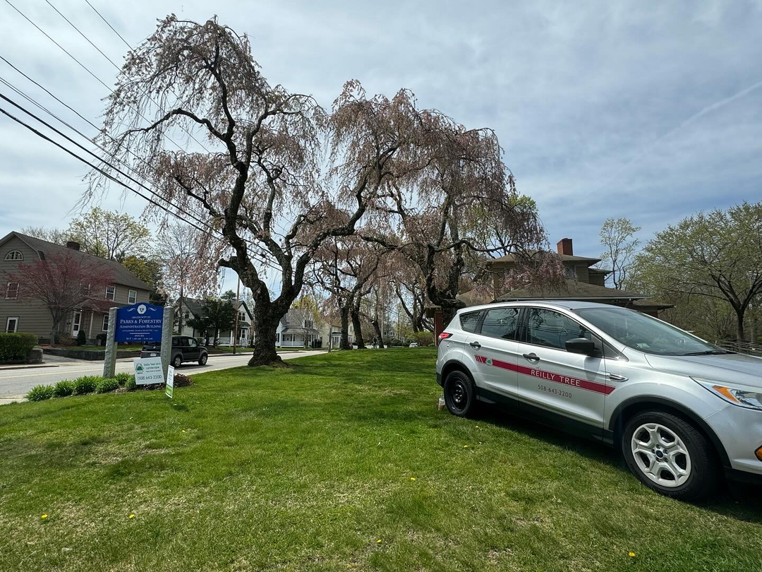 Reilly Tree & Landscape - Plainville, MA