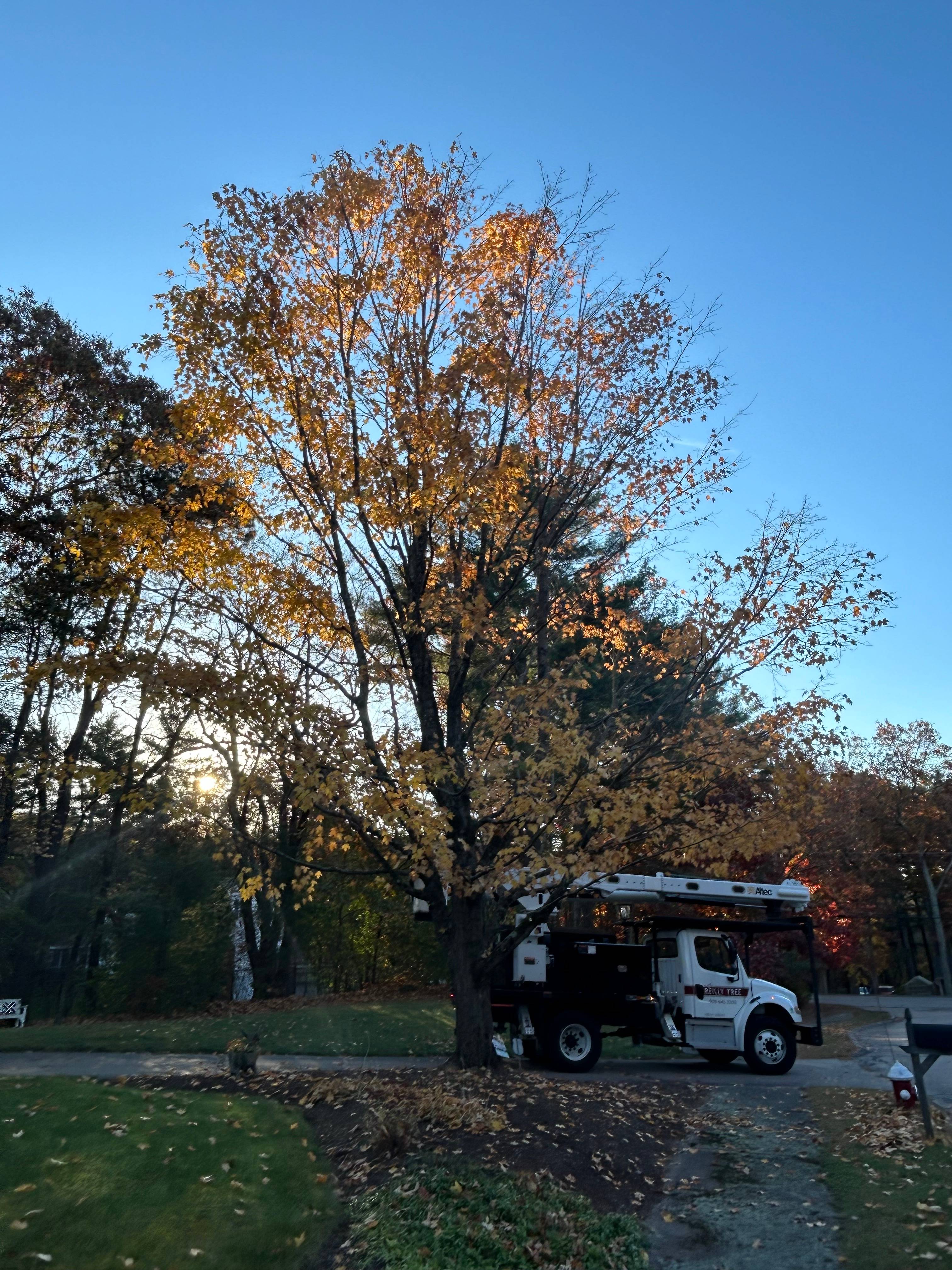 Reilly Tree & Landscape - Plainville, MA