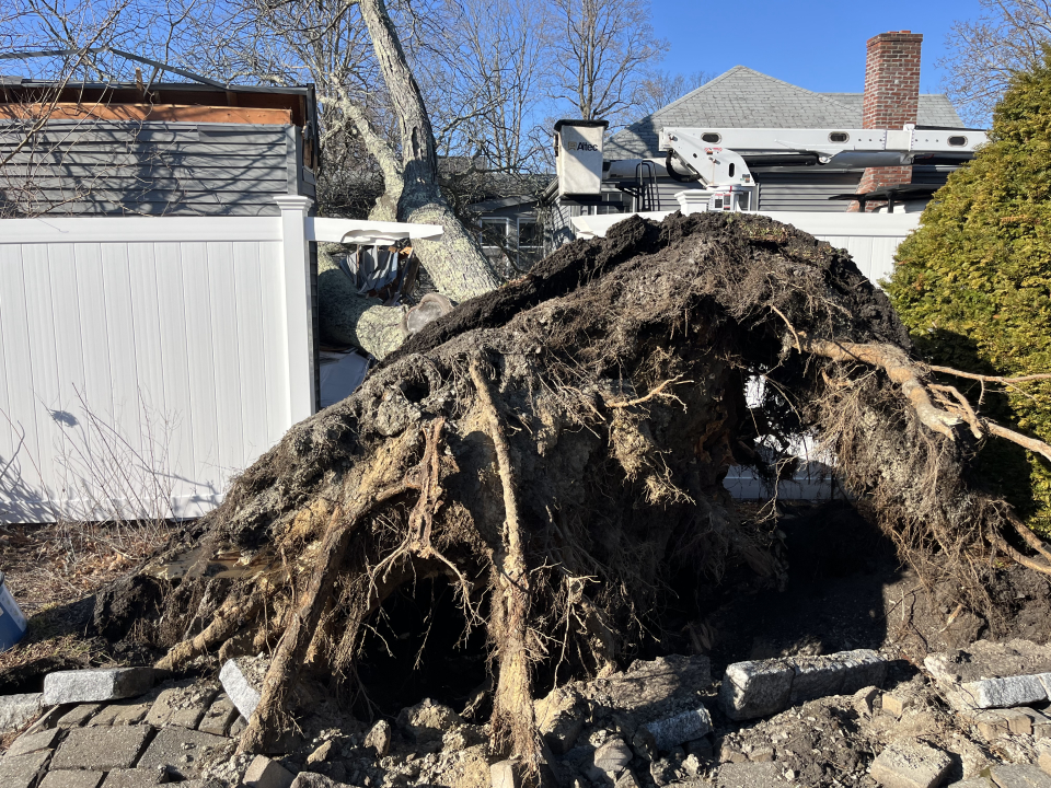Reilly Tree & Landscape - Plainville, MA
