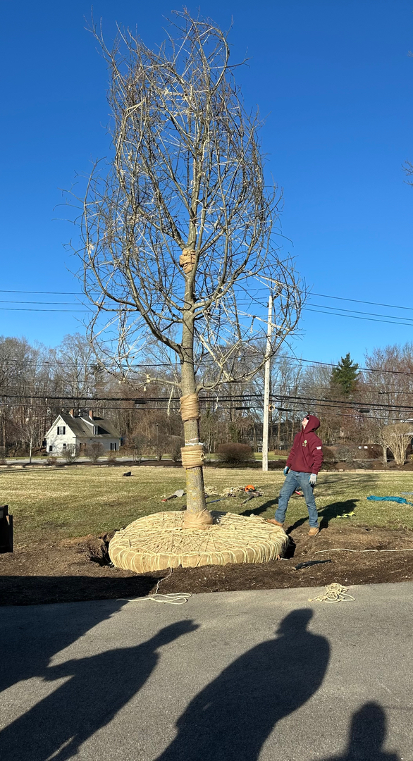 Reilly Tree & Landscape - Plainville, MA