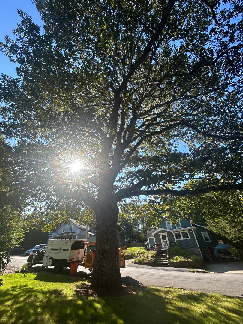 Reilly Tree & Landscape - Plainville, MA