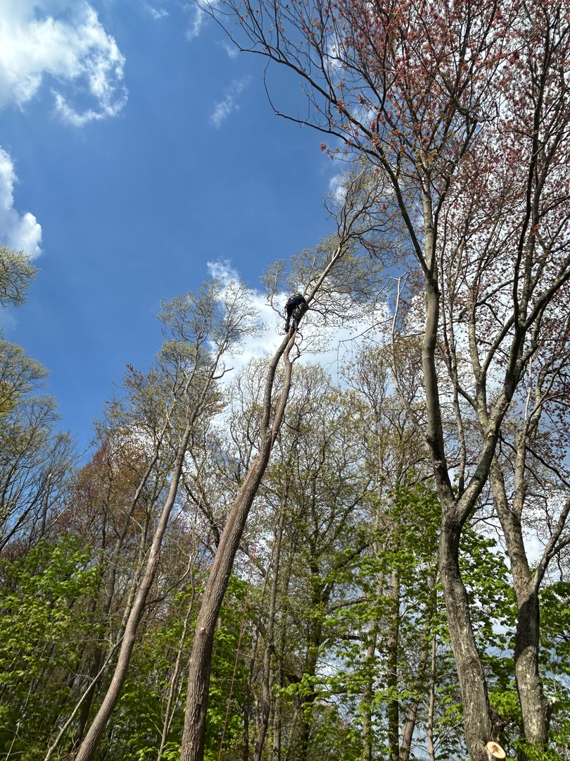 Reilly Tree & Landscape - Plainville, MA