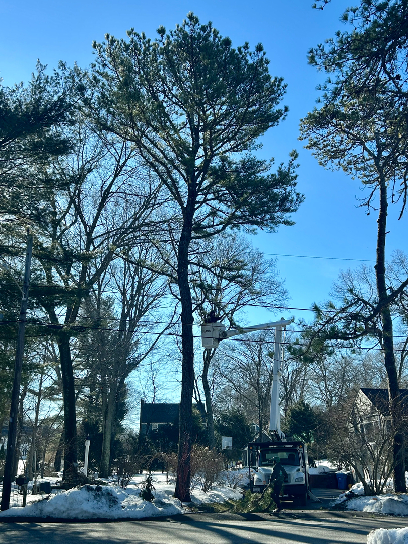 Reilly Tree & Landscape - Plainville, MA