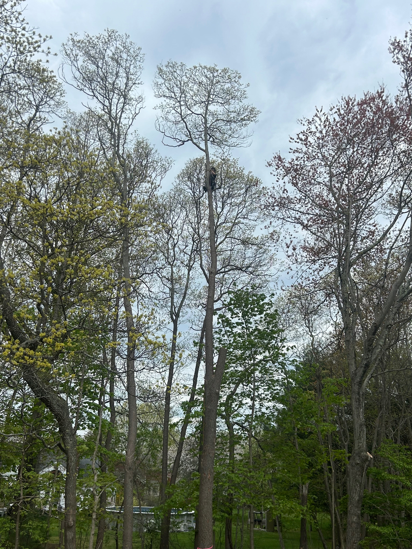 Reilly Tree & Landscape - Plainville, MA
