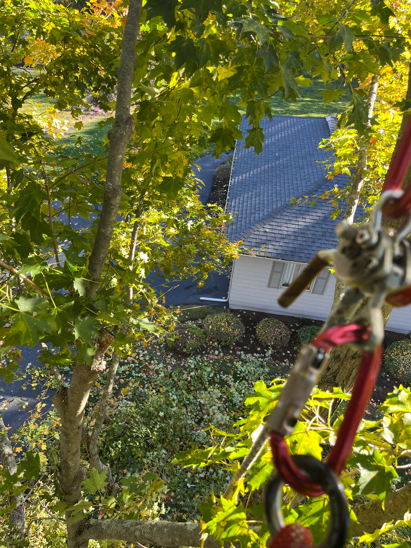 Reilly Tree & Landscape - Plainville, MA
