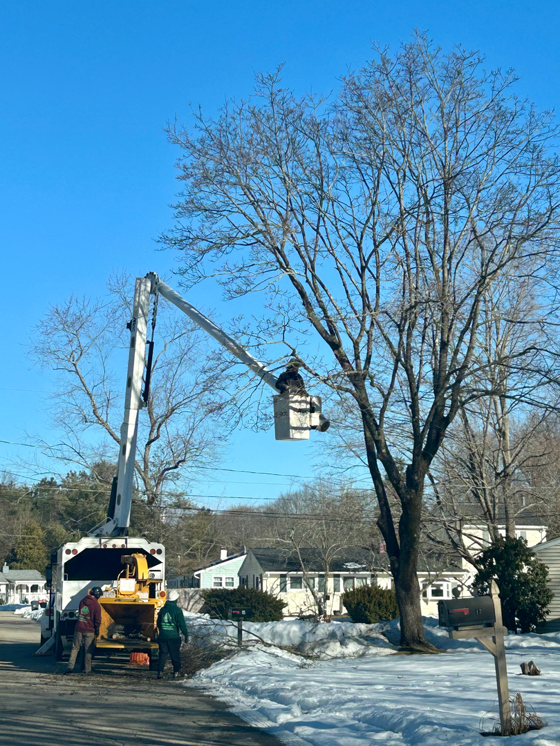 Reilly Tree & Landscape - Plainville, MA