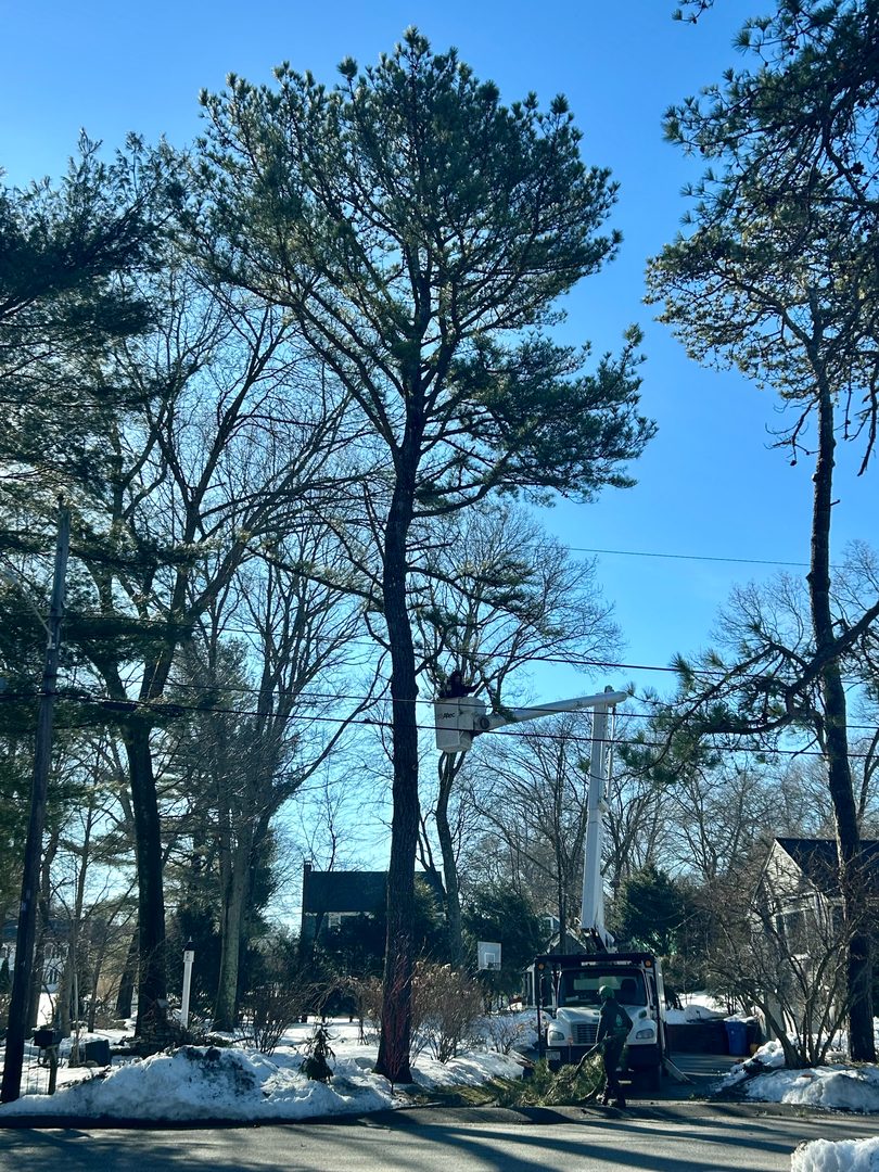Reilly Tree & Landscape - Plainville, MA