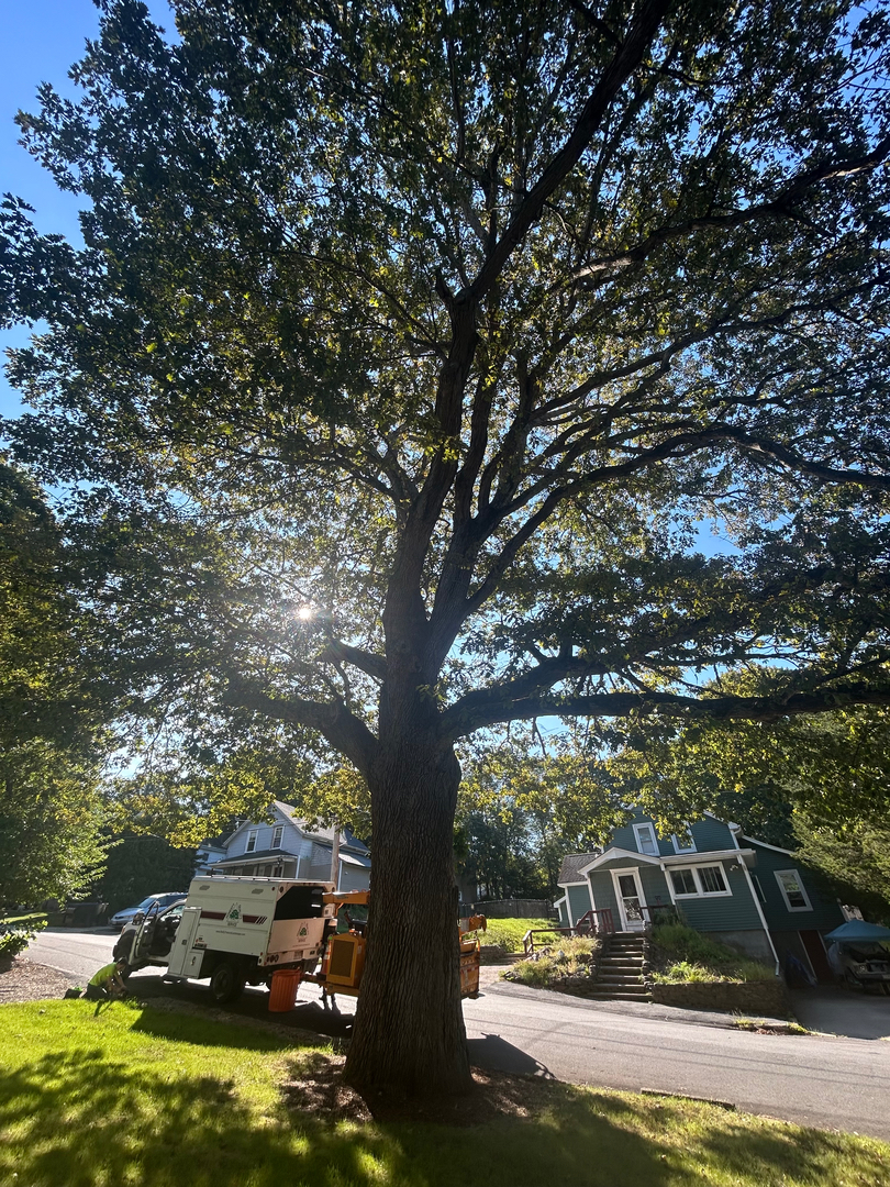 Reilly Tree & Landscape - Plainville, MA
