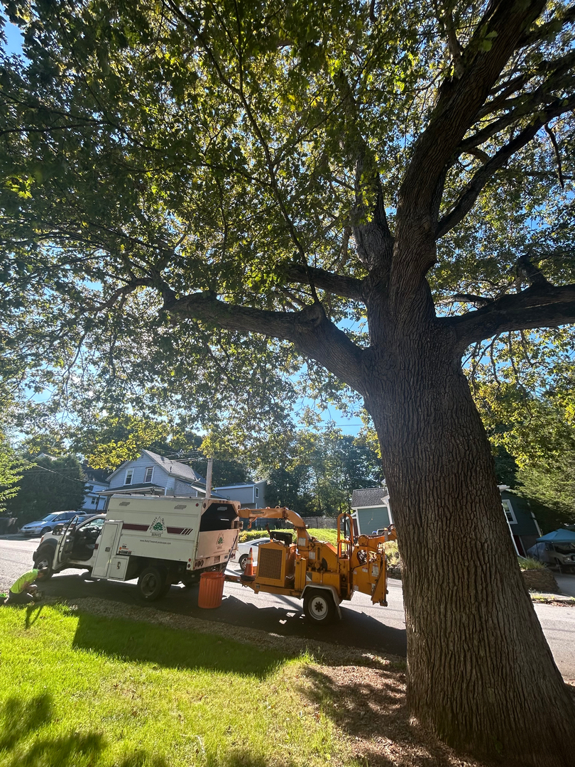 Reilly Tree & Landscape - Plainville, MA