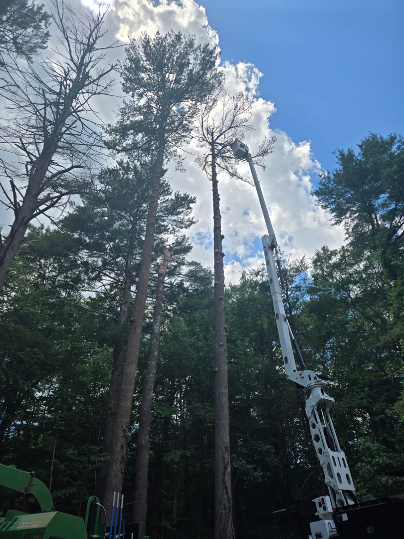 Reilly Tree & Landscape - Plainville, MA